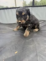 Trixie , a female Miniature Aussiedoodle for sale in Bessemer City, NC – 2 of 4