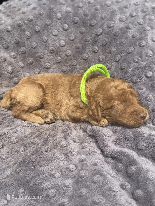 Rose – Poodle - Standard  puppy for sale in Bessemer City, NC