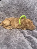 Rose, a female Poodle - Standard  for sale in Bessemer City, NC – 1 of 1