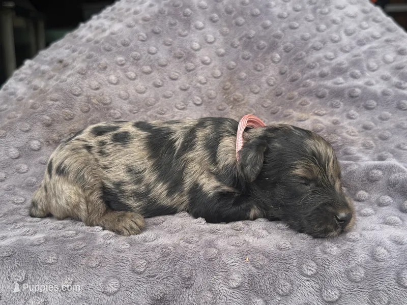 Lilly – Miniature Aussiedoodle puppy for sale in Bessemer City, NC