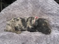 Lilly, a female Miniature Aussiedoodle for sale in Bessemer City, NC – 2 of 2
