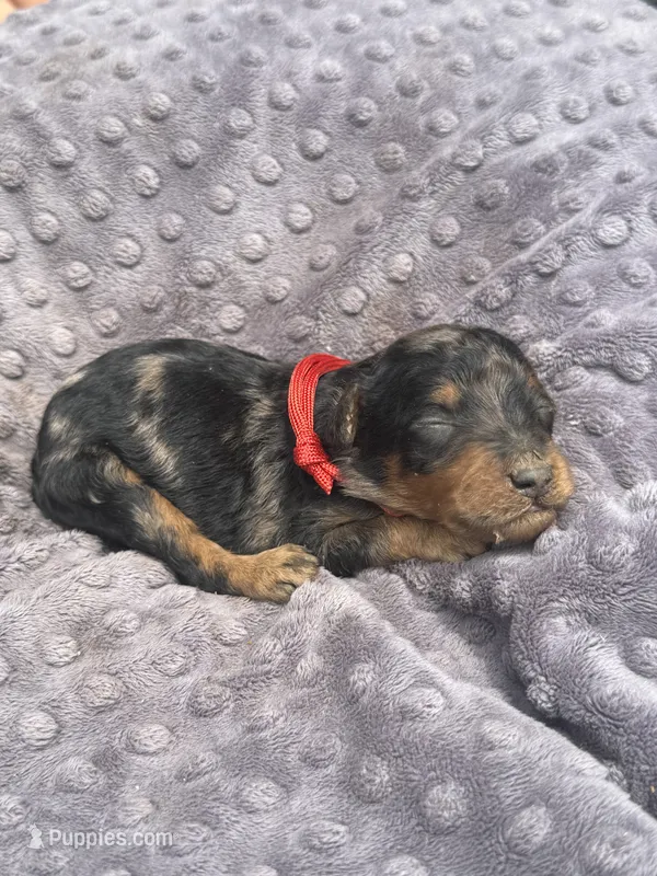 Phantom – Poodle - Standard  puppy for sale in Bessemer City, NC