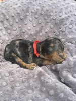 Phantom, a male Poodle - Standard  for sale in Bessemer City, NC – 1 of 1