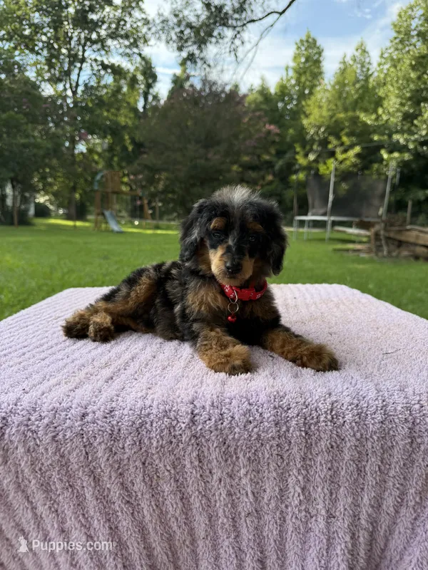 Phantom – Poodle - Standard  puppy for sale in Bessemer City, NC