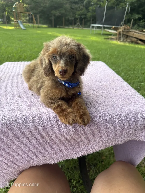 Rex – Poodle - Standard  puppy for sale in Bessemer City, NC