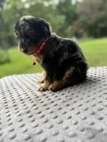 Phantom, a male Poodle - Standard  for sale in Bessemer City, NC – 2 of 3