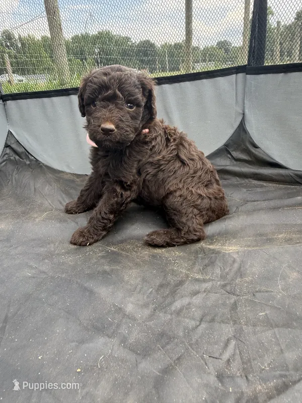 Coco – Miniature Aussiedoodle puppy for sale in Bessemer City, NC