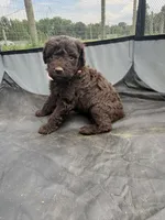 Coco, a female Miniature Aussiedoodle for sale in Bessemer City, NC – 1 of 1