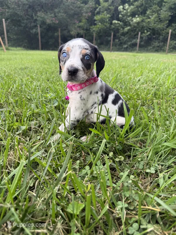 Sasha  – Catahoula Leopard Dog puppy for sale in Bessemer City, NC