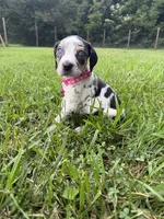 Sasha , a female Catahoula Leopard Dog for sale in Bessemer City, NC – 1 of 1