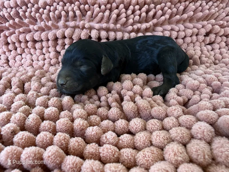 Flower – Miniature Aussiedoodle puppy for sale in Bessemer City, NC