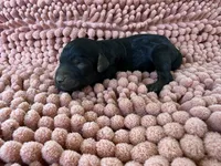 Flower, a female Miniature Aussiedoodle for sale in Bessemer City, NC – 1 of 1