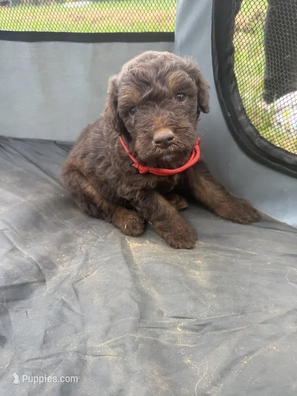 River  – Miniature Aussiedoodle puppy for sale in Bessemer City, NC