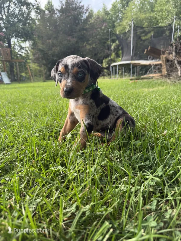 Pongo – Catahoula Leopard Dog puppy for sale in Bessemer City, NC