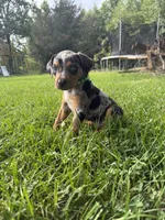 Pongo, a male Catahoula Leopard Dog for sale in Bessemer City, NC – 1 of 1