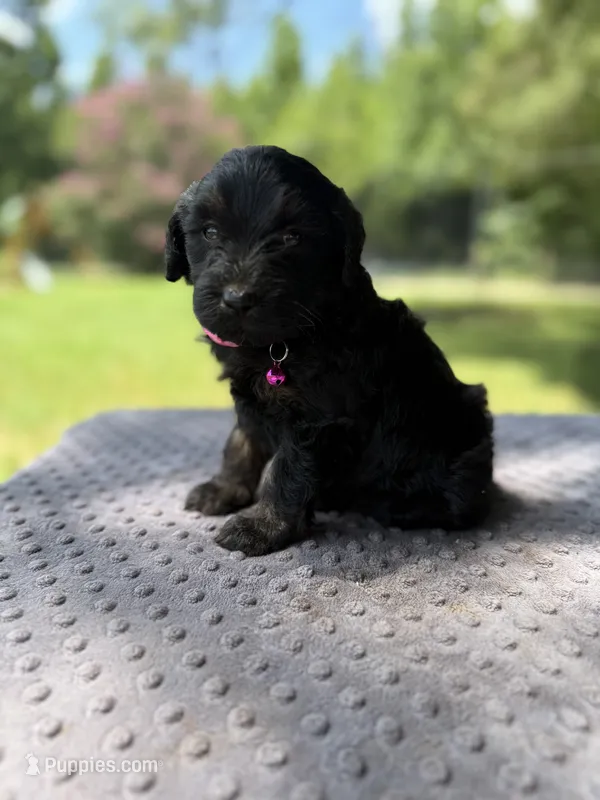 Flower – Miniature Aussiedoodle puppy on hold in Bessemer City, NC