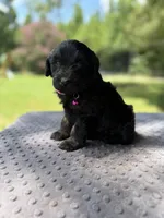 Flower, a female Miniature Aussiedoodle for sale in Bessemer City, NC – 1 of 3