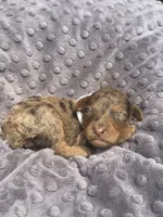 Lexi, a female Poodle - Standard  for sale in Bessemer City, NC – 1 of 1
