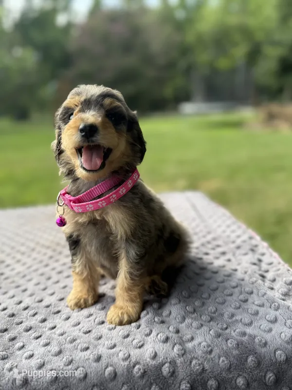 Pearl – Poodle - Standard  puppy for sale in Bessemer City, NC