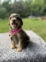 Pearl, a female Poodle - Standard  for sale in Bessemer City, NC – 1 of 3