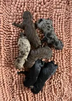 Mini Aussie doodle female , a female Miniature Aussiedoodle for sale in Bessemer City, NC – 1 of 1