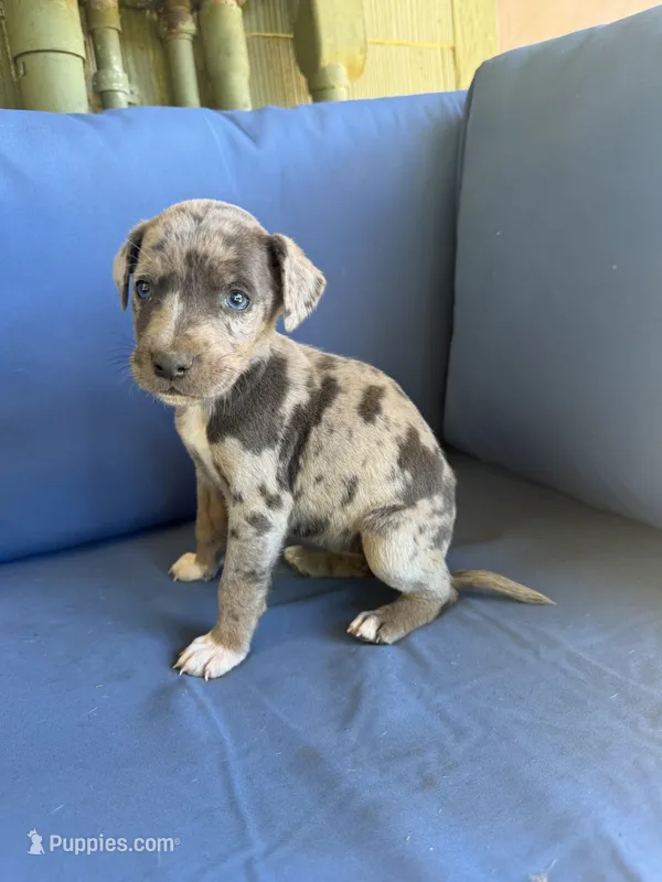 Rose – Catahoula Leopard Dog puppy for sale in Bessemer City, NC
