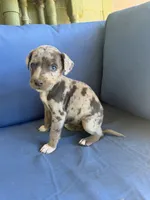 Rose, a female Catahoula Leopard Dog for sale in Bessemer City, NC – 1 of 1