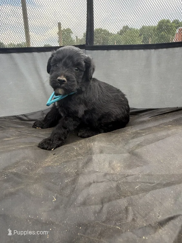 Rose – Miniature Aussiedoodle puppy for sale in Bessemer City, NC