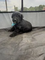 Rose, a female Miniature Aussiedoodle for sale in Bessemer City, NC – 1 of 1