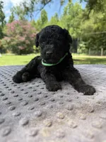Jojo, a male Poodle - Miniature  and Miniature Aussiedoodle for sale in Bessemer City, NC – 1 of 2