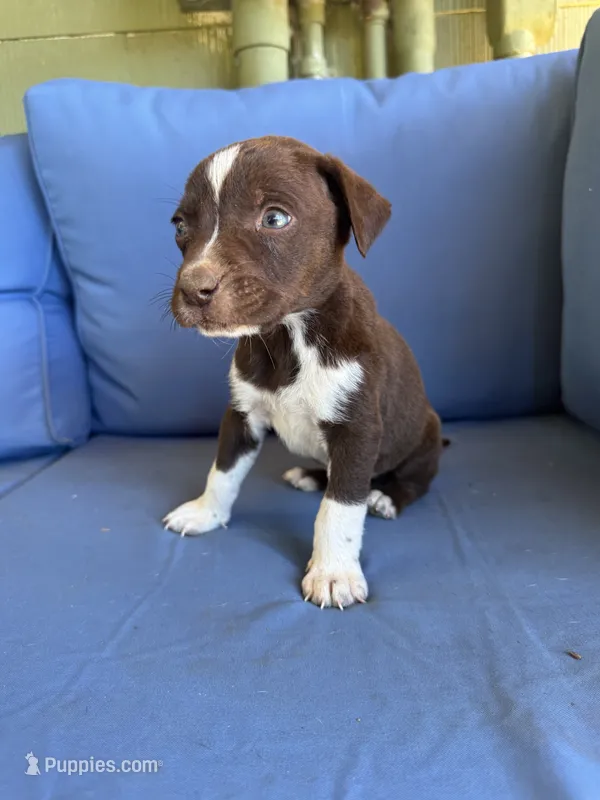 Monkey – Catahoula Leopard Dog puppy for sale in Bessemer City, NC