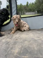 Viva , a female Poodle - Miniature  and Miniature Aussiedoodle for sale in Bessemer City, NC – 2 of 2