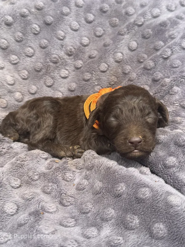 Hersey – Poodle - Standard  puppy for sale in Bessemer City, NC