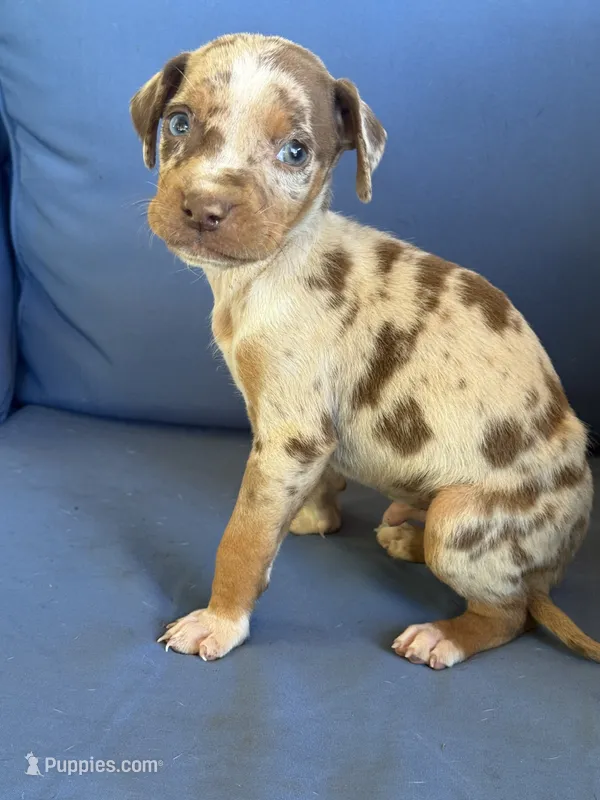 Tonto – Catahoula Leopard Dog puppy for sale in Bessemer City, NC