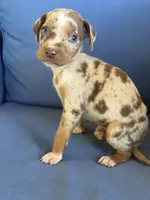 Tonto, a male Catahoula Leopard Dog for sale in Bessemer City, NC – 1 of 1