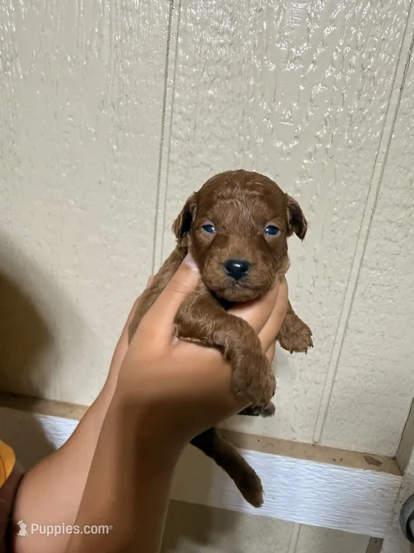 Blaze – Poodle - Toy  puppy for sale in Chesnee, SC