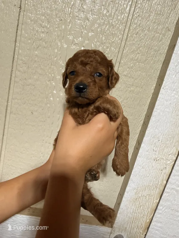Sunny – Poodle - Toy  puppy for sale in Chesnee, SC