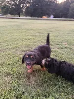 Cookie, a female Bernedoodle for sale in Chesnee, SC – 4 of 4