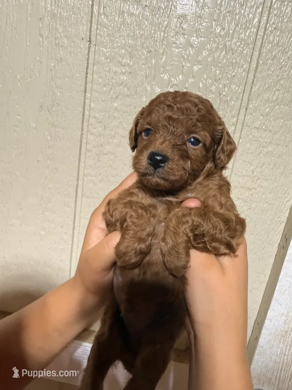 Blaze – Poodle - Toy  puppy for sale in Chesnee, SC