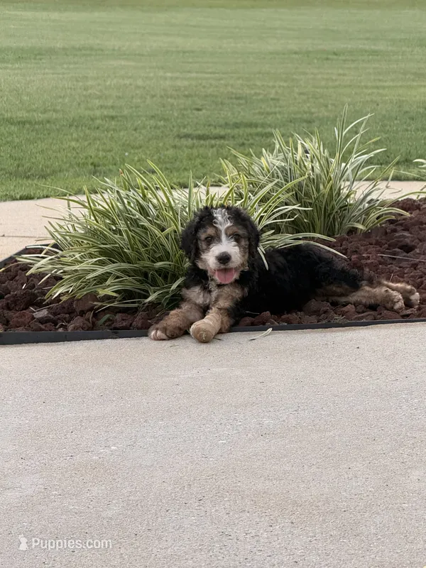 Buster – Bernedoodle puppy for sale in Chesnee, SC