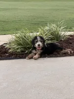 Buster, a male Bernedoodle for sale in Chesnee, SC – 1 of 2