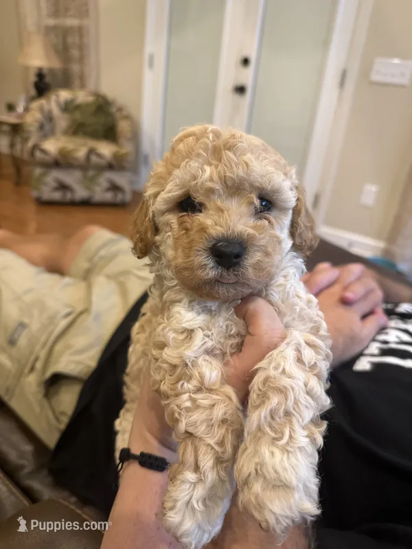 Bruno – Cockapoo puppy for sale in Chesnee, SC