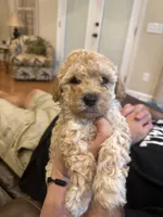 Bruno, a male Poodle - Toy  for sale in Chesnee, SC – 1 of 3