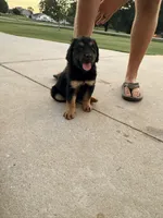 Cookie, a female Bernedoodle for sale in Chesnee, SC – 2 of 4