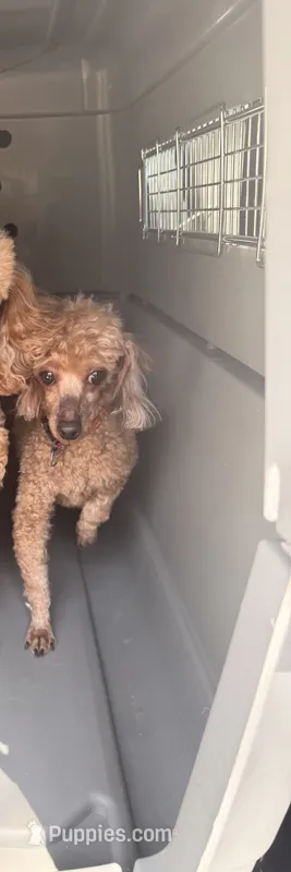 MJ – Poodle - Toy  puppy for sale in Chesnee, SC