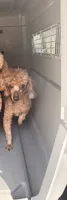 MJ, a male Poodle - Toy  for sale in Chesnee, SC – 1 of 1