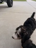 Buster, a male Bernedoodle for sale in Chesnee, SC – 2 of 2
