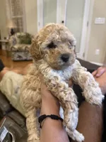 Bruno, a male Poodle - Toy  for sale in Chesnee, SC – 2 of 3