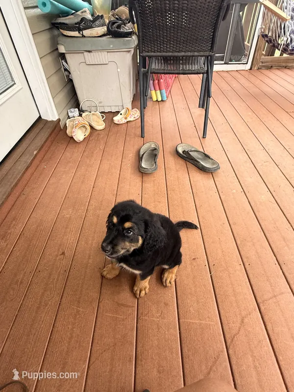 Cookie – Bernedoodle puppy for sale in Chesnee, SC