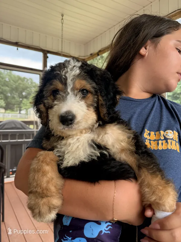 Buster – Bernedoodle puppy for sale in Chesnee, SC
